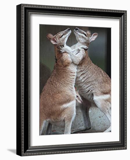 These Two Kangaroos Frolic in the Cold at Munich's Zoological Garden Hellabrunn-null-Framed Photographic Print