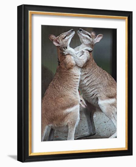 These Two Kangaroos Frolic in the Cold at Munich's Zoological Garden Hellabrunn-null-Framed Photographic Print