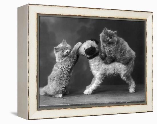 These Two Kittens Have Fun with a Toy Dog-Thomas Fall-Framed Premier Image Canvas