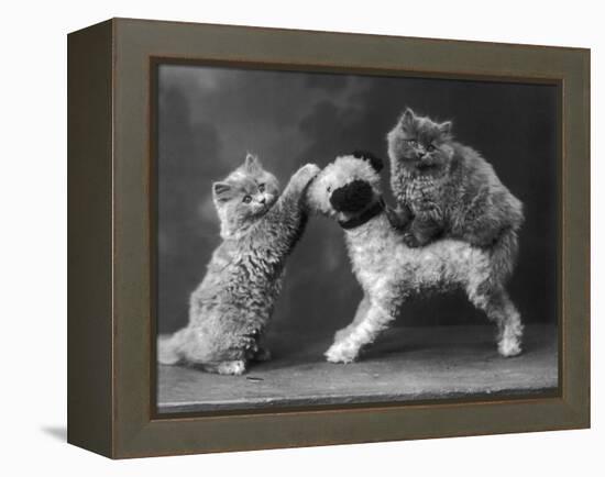 These Two Kittens Have Fun with a Toy Dog-Thomas Fall-Framed Premier Image Canvas