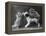 These Two Kittens Have Fun with a Toy Dog-Thomas Fall-Framed Premier Image Canvas