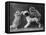 These Two Kittens Have Fun with a Toy Dog-Thomas Fall-Framed Premier Image Canvas