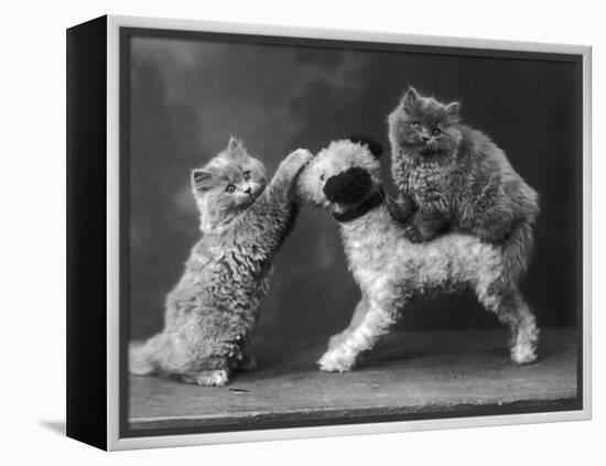 These Two Kittens Have Fun with a Toy Dog-Thomas Fall-Framed Premier Image Canvas