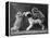 These Two Kittens Have Fun with a Toy Dog-Thomas Fall-Framed Premier Image Canvas