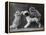 These Two Kittens Have Fun with a Toy Dog-Thomas Fall-Framed Premier Image Canvas