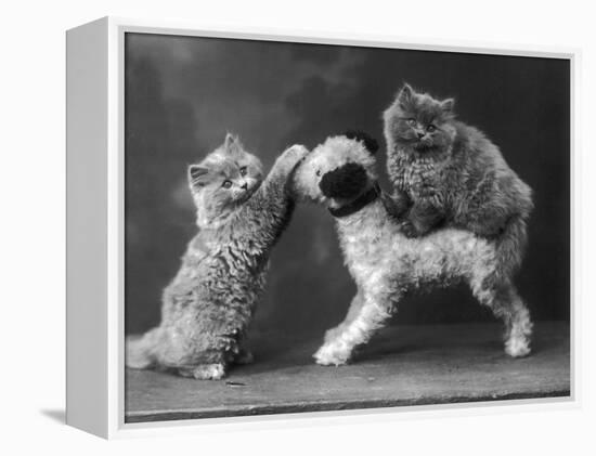 These Two Kittens Have Fun with a Toy Dog-Thomas Fall-Framed Premier Image Canvas