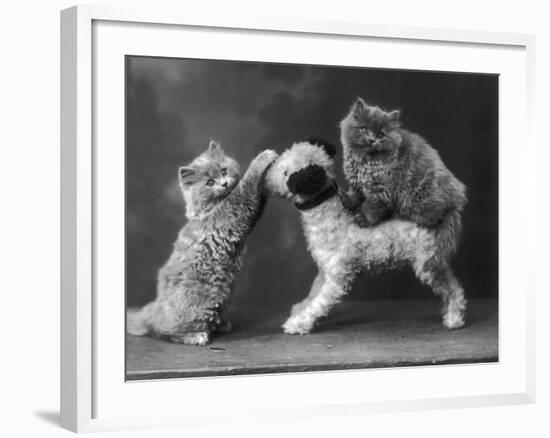 These Two Kittens Have Fun with a Toy Dog-Thomas Fall-Framed Photographic Print