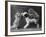 These Two Kittens Have Fun with a Toy Dog-Thomas Fall-Framed Photographic Print