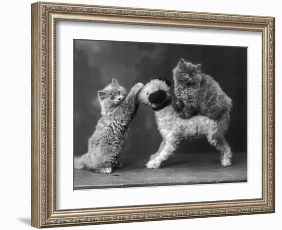 These Two Kittens Have Fun with a Toy Dog-Thomas Fall-Framed Photographic Print