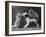 These Two Kittens Have Fun with a Toy Dog-Thomas Fall-Framed Photographic Print