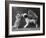 These Two Kittens Have Fun with a Toy Dog-Thomas Fall-Framed Photographic Print