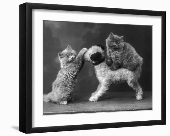 These Two Kittens Have Fun with a Toy Dog-Thomas Fall-Framed Photographic Print