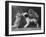 These Two Kittens Have Fun with a Toy Dog-Thomas Fall-Framed Photographic Print