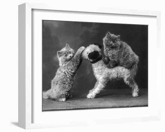 These Two Kittens Have Fun with a Toy Dog-Thomas Fall-Framed Photographic Print