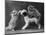 These Two Kittens Have Fun with a Toy Dog-Thomas Fall-Mounted Photographic Print