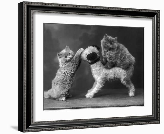 These Two Kittens Have Fun with a Toy Dog-Thomas Fall-Framed Photographic Print