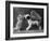 These Two Kittens Have Fun with a Toy Dog-Thomas Fall-Framed Photographic Print