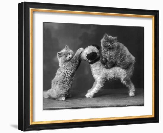 These Two Kittens Have Fun with a Toy Dog-Thomas Fall-Framed Photographic Print