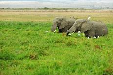 Kenya, Amboseli National Park, Elephants in Family in Front of Clouded Kilimanjaro-Thibault Van Stratum/Art in All of Us-Premium Photographic Print