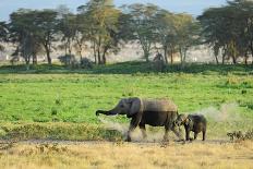 Kenya, Amboseli National Park, Elephant Mother Playing with Dust with Calf-Thibault Van Stratum/Art in All of Us-Photographic Print