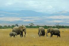 Kenya, Amboseli National Park, Elephant in Grasslands with Egrets on Top-Thibault Van Stratum/Art in All of Us-Premium Photographic Print