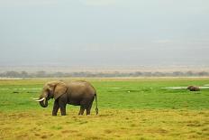 Kenya, Amboseli National Park, One Female Elephant in Grassland in Cloudy Weather-Thibault Van Stratum/Art in All of Us-Photographic Print