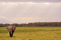Kenya, Amboseli National Park, Elephants in Wet Grassland in Cloudy Weather-Thibault Van Stratum/Art in All of Us-Photographic Print