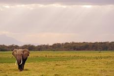 Kenya, Amboseli National Park, Elephant Mother Playing with Dust with Calf-Thibault Van Stratum/Art in All of Us-Photographic Print