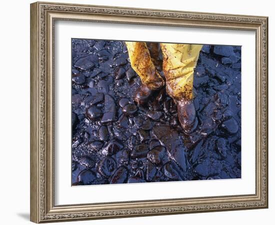 Thick Crude Oil Washed up on the Cobble Beach of Evans Island-null-Framed Photographic Print