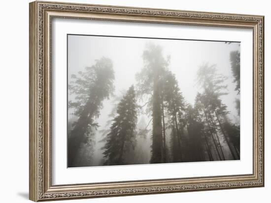 Thick Fog In The Large Trees In Sequoia National Park, California-Michael Hanson-Framed Photographic Print