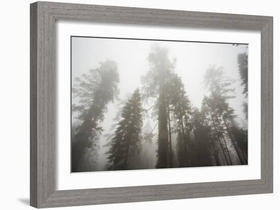 Thick Fog In The Large Trees In Sequoia National Park, California-Michael Hanson-Framed Photographic Print