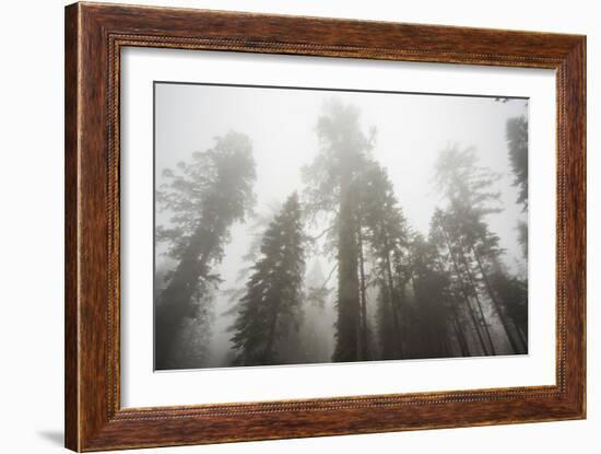 Thick Fog In The Large Trees In Sequoia National Park, California-Michael Hanson-Framed Photographic Print