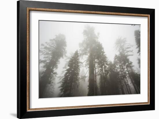 Thick Fog In The Large Trees In Sequoia National Park, California-Michael Hanson-Framed Photographic Print