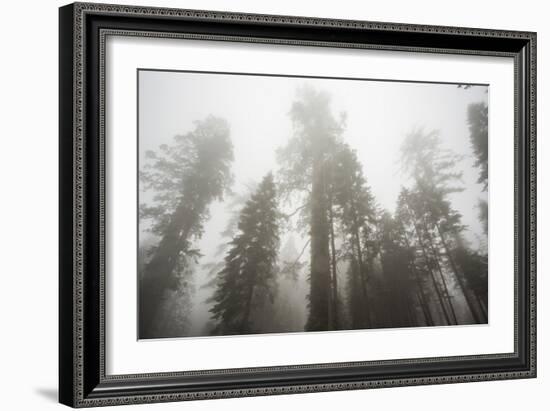 Thick Fog In The Large Trees In Sequoia National Park, California-Michael Hanson-Framed Photographic Print