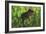 Thick Jungle Foliage Hides a Large Tyrannosaurus Rex as He Hunts for Prey-Stocktrek Images-Framed Art Print
