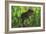 Thick Jungle Foliage Hides a Large Tyrannosaurus Rex as He Hunts for Prey-Stocktrek Images-Framed Premium Giclee Print