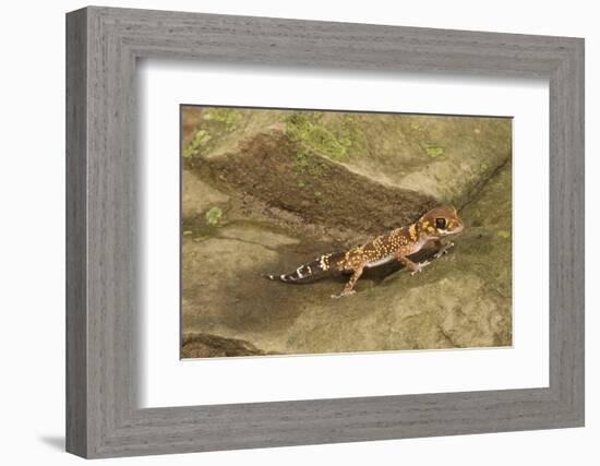 Thick-Tailed Gecko-Joe McDonald-Framed Photographic Print