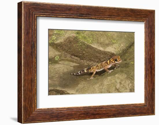 Thick-Tailed Gecko-Joe McDonald-Framed Photographic Print