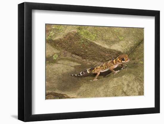 Thick-Tailed Gecko-Joe McDonald-Framed Photographic Print