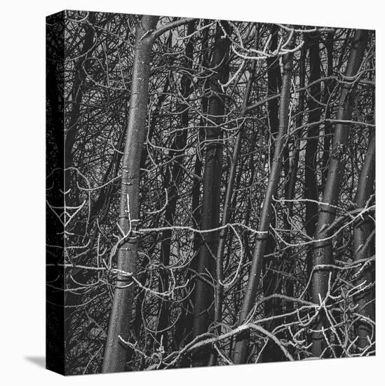 Thicket-Andrew Geiger-Framed Stretched Canvas