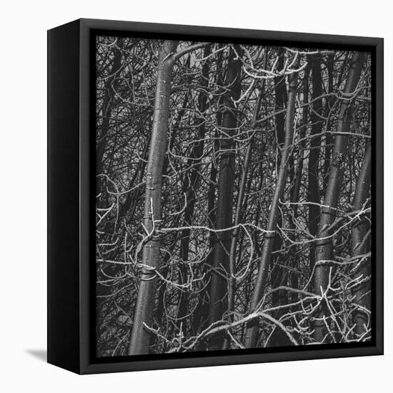 Thicket-Andrew Geiger-Framed Stretched Canvas