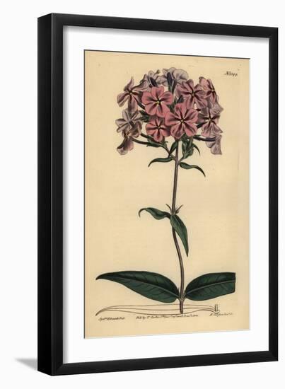 Thickleaf Phlox, Phlox Carolina (Rough-Stemmed Lychnidea)-Sydenham Teast Edwards-Framed Giclee Print