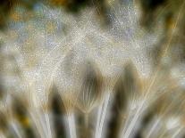 Fireworks nature...-Thierry Dufour-Photographic Print