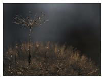 Fireworks nature...-Thierry Dufour-Framed Photographic Print