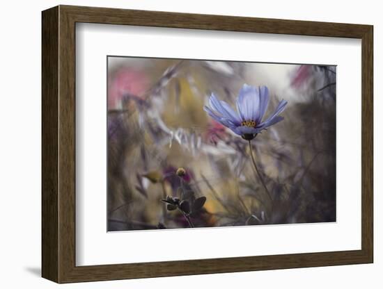 Things that flowers tell-Fabien BRAVIN-Framed Photographic Print