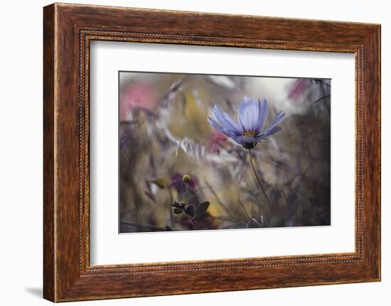 Things that flowers tell-Fabien BRAVIN-Framed Photographic Print