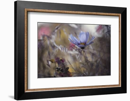 Things that flowers tell-Fabien BRAVIN-Framed Photographic Print