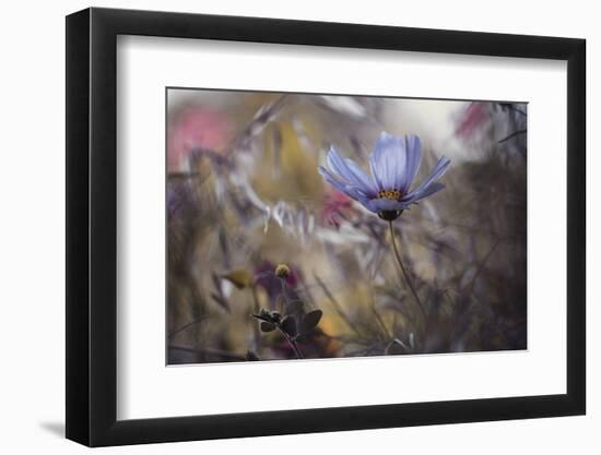 Things that flowers tell-Fabien BRAVIN-Framed Photographic Print