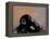 Thinker Monkey-The Graffiti Collection-Framed Premier Image Canvas