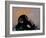 Thinker Monkey-The Graffiti Collection-Framed Premium Giclee Print